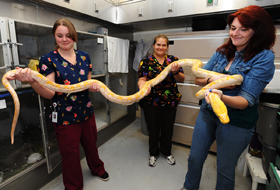 WSU Veterinary medical professionals handle an 11-foot python recently adopted by the College of Veterinary Sciences.
