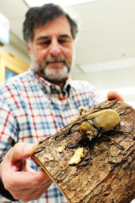 Dr. Richard Zack, an entomology professor at WSU, shows a one-month-old elephant beetle that he recently brought back from an insect research trip to Guatemala, Tuesday, Nov. 5.