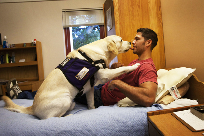 The misuse of the service animal vest makes life more difficult for those individuals who rely on them, particularly veterans recovering from trauma.