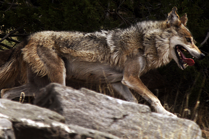 Wolf population needs to be maintained in order to protect other wildlife.