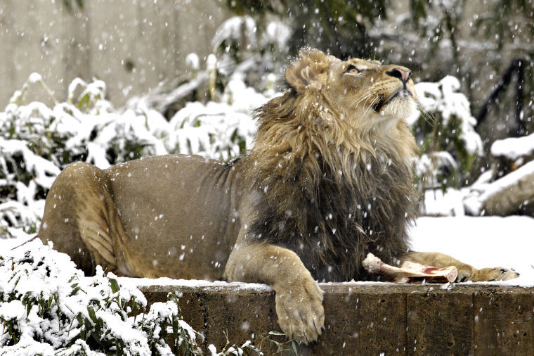 A+lion+lays+in+the+snow+at+the+Smithsonian+National+Zoo%2C+Jan.+17%2C+2008.
