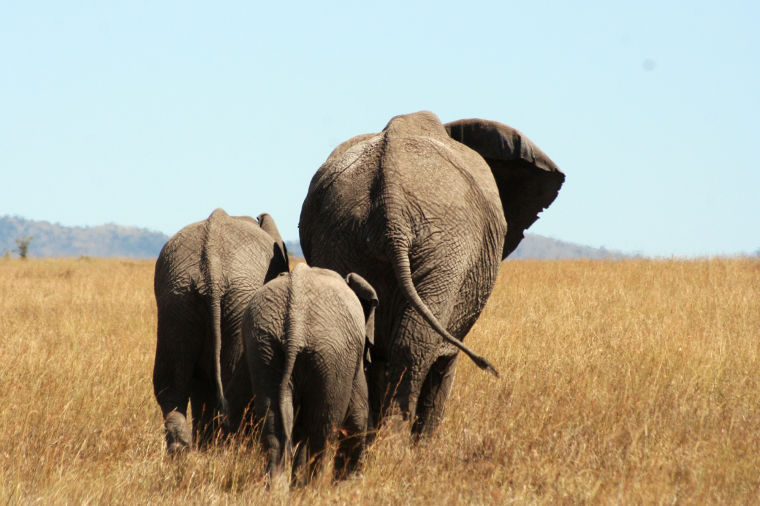 The subspecies of the endangered African elephant, the savanna elephant, roams the plains of Kenya’s Maasai Mara, March 11, 2011.