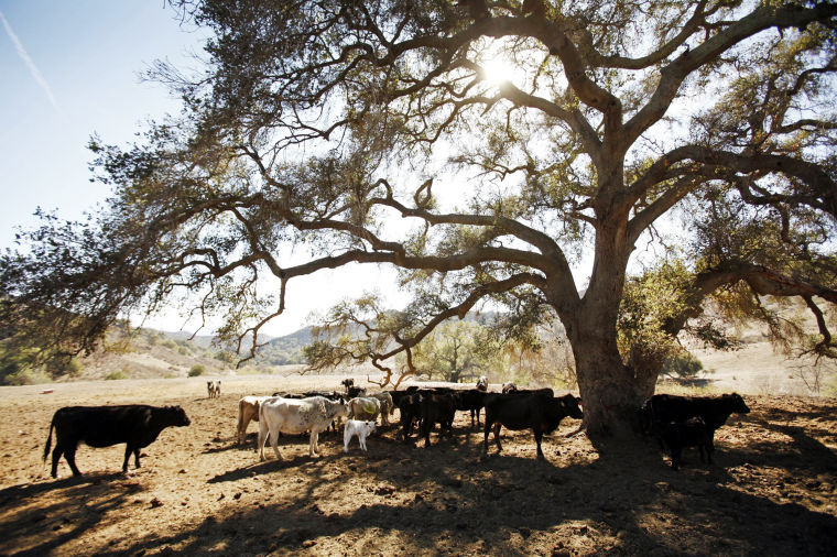 Cattle belonging to rancher Rob Frost graze on dirt near Santa Paula, Calif., Jan. 27.