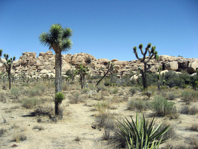 Thousands of Joshua trees rise from the otherwise spare landscape of the Mojave Desert at Joshua Tree National Park in southeastern California.