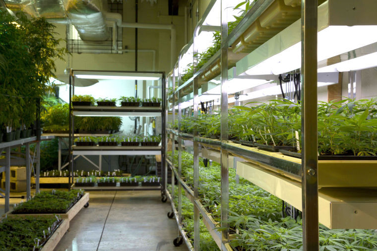 Marijuana plants used for research grow inside a laboratory at the University of Mississippi in Oxford, March, 2007.