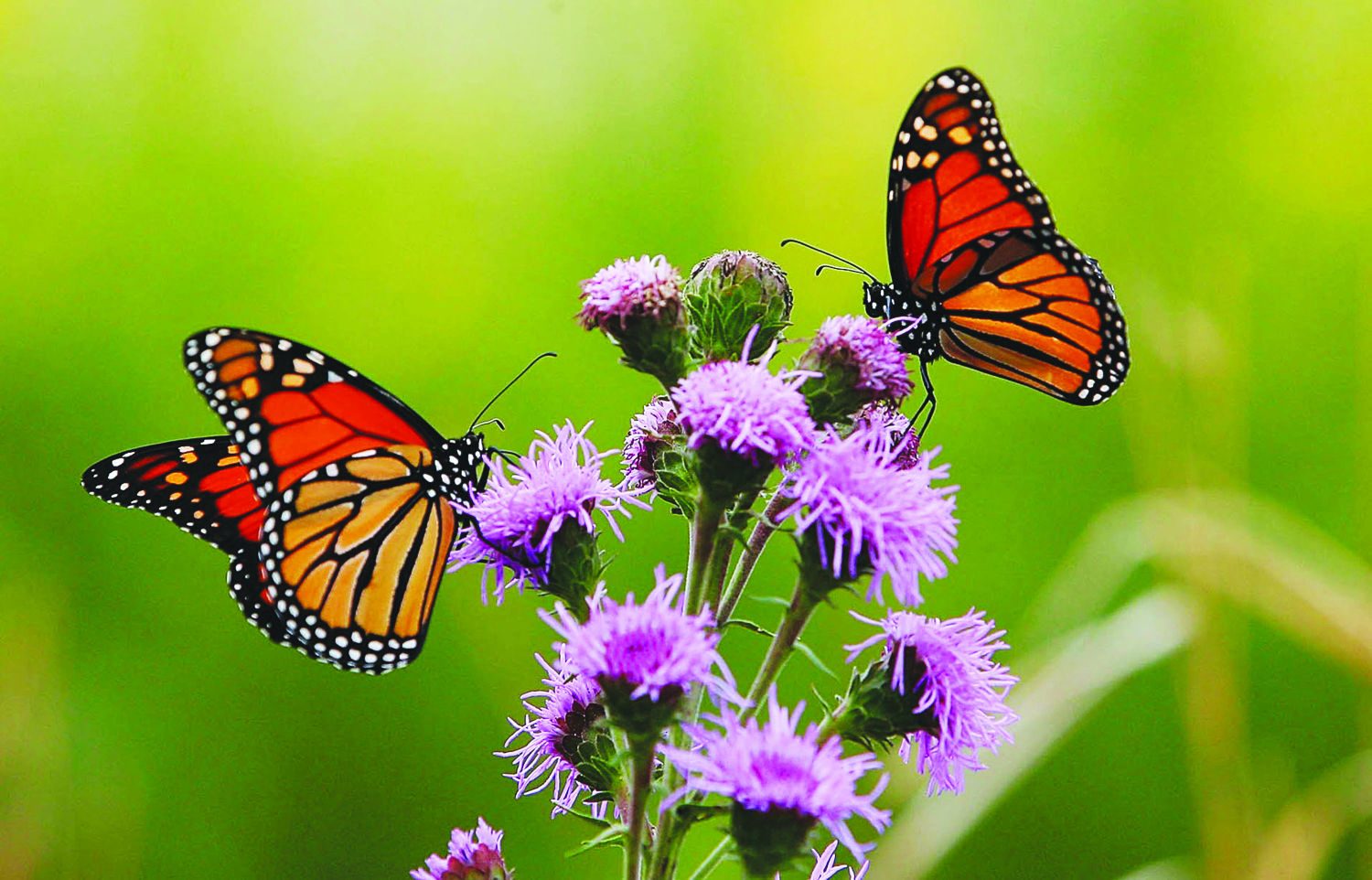 Two+monarch+butterflies+feed+on+a+Blazing+Star+plant+at+the+USDA+Forest+Services+Midewin+National+Tallgrass+Prairie+in+Illinois%2C+Friday%2C+Sept.+1%2C+2006.