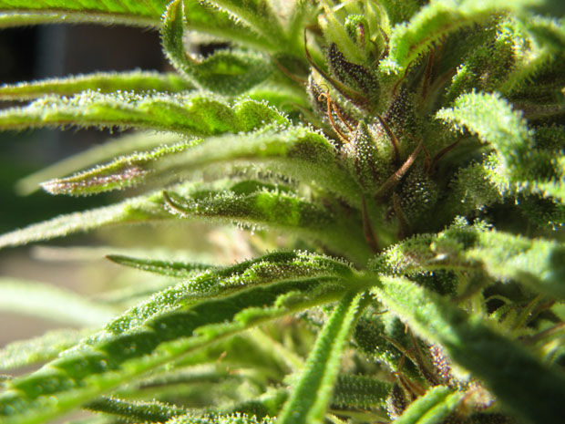 A+female+marijuana+plant