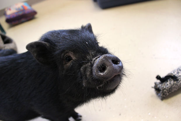 Kitty, an indoor pig, is now available for adoption at the Whitman County Humane Society