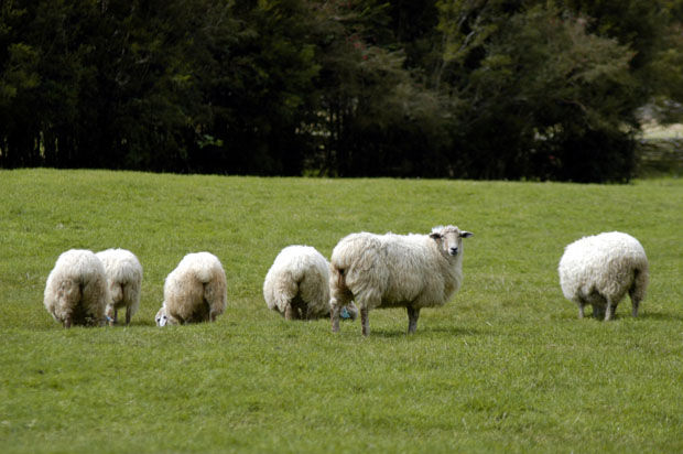 Washington farmers are utilizing sheep to fertilize fields and remove weeds to ultimately promote healthy soil and crops.