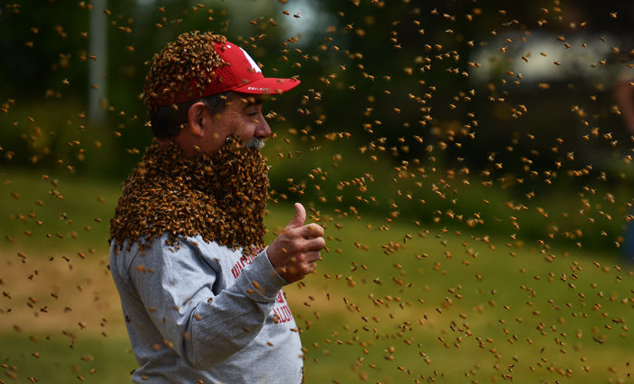 Beekeepers+applied+pheromones+to+Provost+Dan+Bernardo+on+Friday+to+attract+bees+to+his+face%2C+giving+him+an+unusual+beard.+The+event+was+the+start+to+a+fundraising+campaign+for+a+new+Honey+Bee+and+Pollinator+Research+Facility.