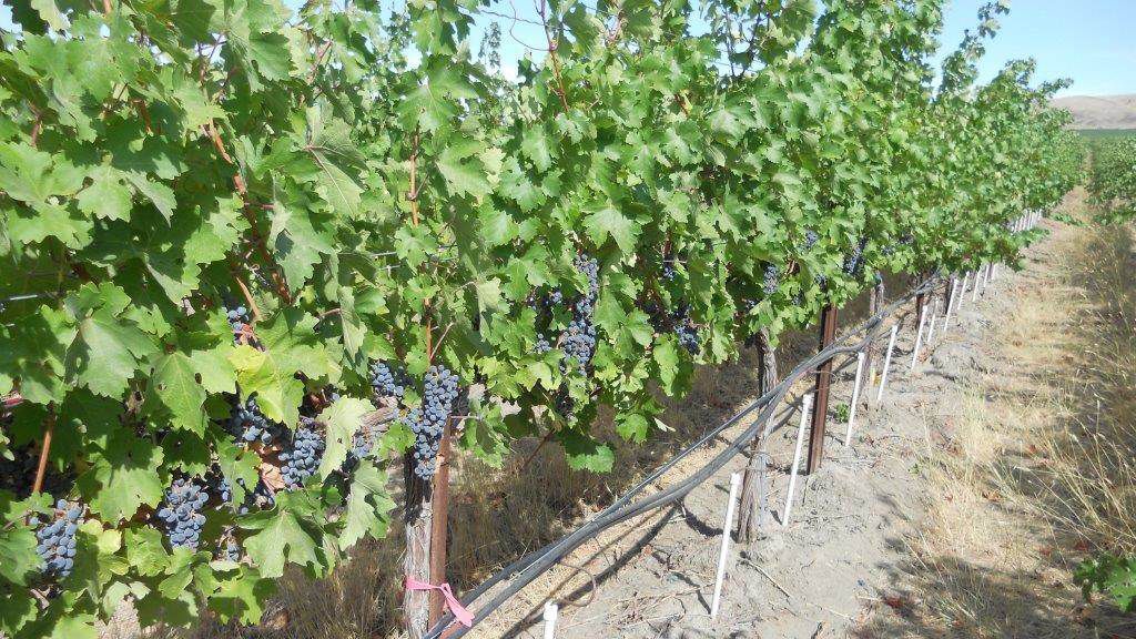A+vineyard+near+Prosser+where+WSU+researchers+are+using+drones+to+study+new+irrigation+methods.