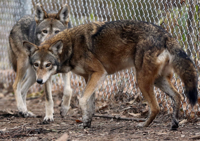 WSU+disavows+researchers+comments+on+wolf+killings