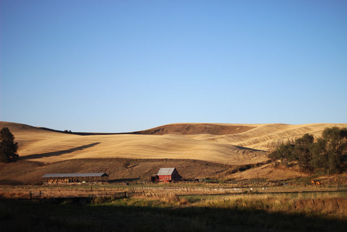 A wheat farm on the Palouse, Sept. 14. This year’s crop tested as severely damaged after the rain broke down the starch.
