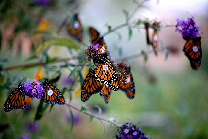 WSU researchers tag and track monarch butterflies, a threatened species, to observe where they travel in colder months.