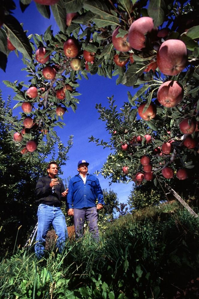 WSU professors say a tariff on Mexican imports, which Trump is considering, could harm the Washington apple industry.