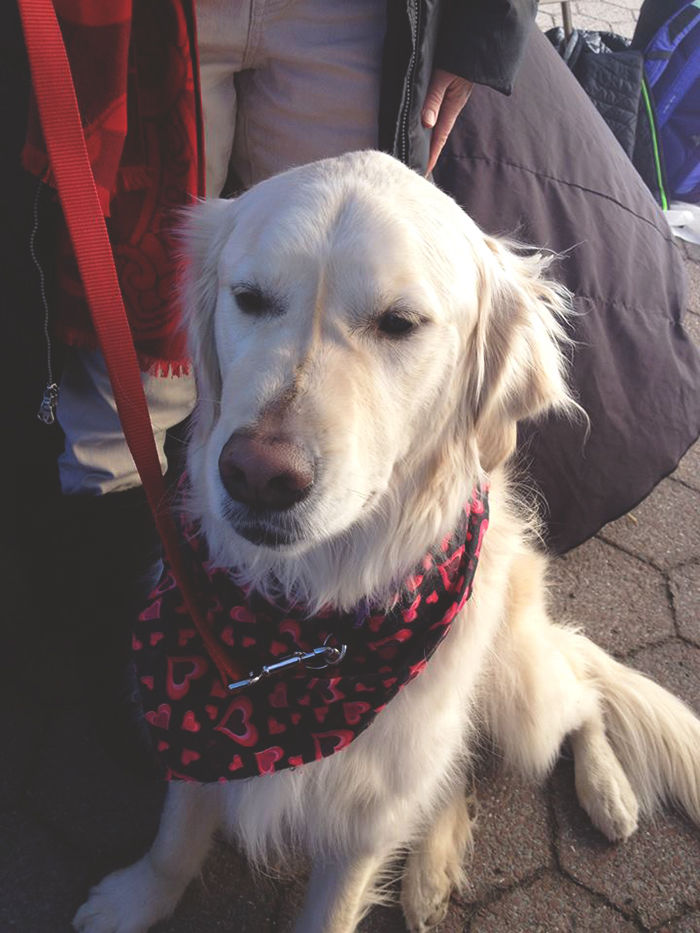 Oly, a golden retriever, is a Prescription Pets dog who visits hospitals and senior centers.