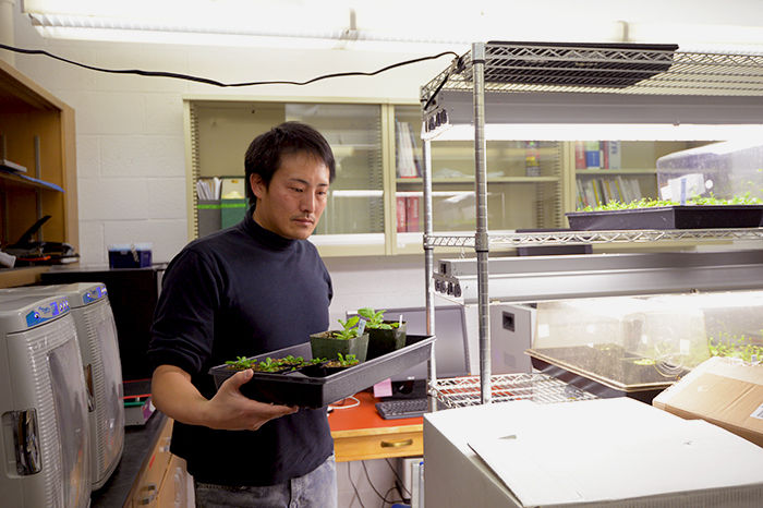 Professor Kiwamu Tanaka moves plants around the “plant hotel” lab in Johnson Hall. Seedlings will undergo simulation with climate change factors such as heat, drought, pests, pathogens, and higher salt levels in soil.