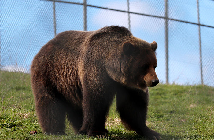 The inhabitants of the WSU bear center are out of hibernation and enjoying exercise yard amenities in early April.