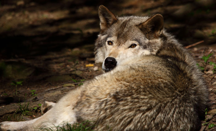 Grey wolves were killed in August of 2016 at Profanity Peak, which professor Robert Wielgus said could have been avoided. WSU disavowed his comments on the killing.