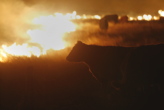 Cattle graze by a wildfire near Protection, Kansas, on March 7. Grass fires fanned by gusting winds forced the evacuations of several towns and roads.