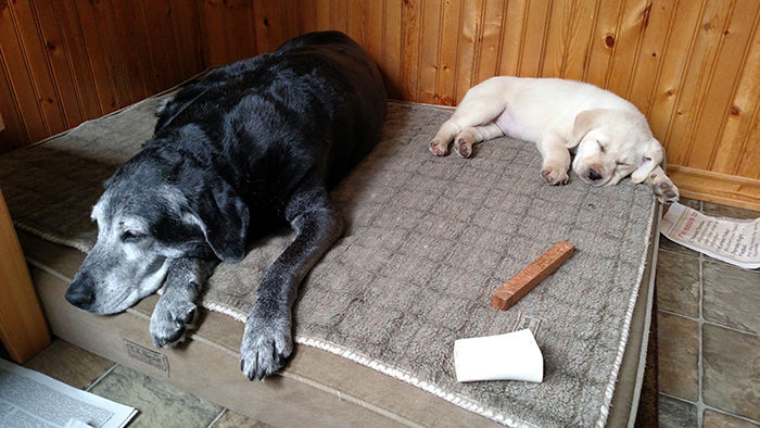 Mint editor Jennifer Ladwigs family dogs, a black lab named Lucy, left, and a yellow lab named Dory.
