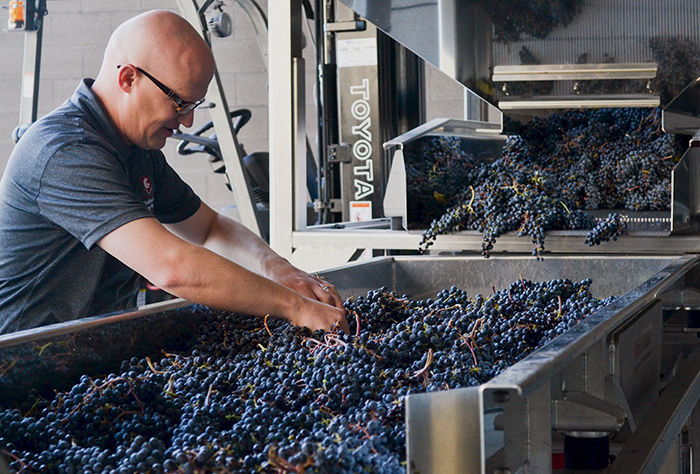 Associate Professor of Enology, Jim Harbertson, handles the 2015 season of grapes during crushing.