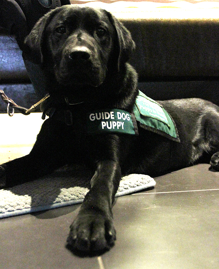 Jessup%2C+a+10-month-old+service+dog%2C+is+a+part+of+the+Guiding+Paws+training+program%2C+where+puppies+are+trained+to+be+guide+dogs+for+the+blind%2C+or+to+be+companion+dogs.