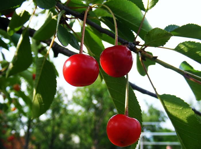 In+order+to+make+way+for+more+succesful+cherry+varieties%2C+WSU%E2%80%99s+sweet+cherry+breeding+program+said+goodbye+to+2%2C500+trees.