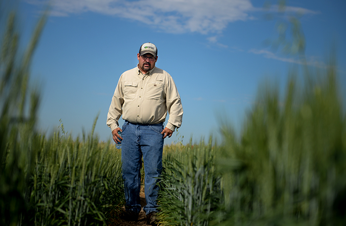 WSU wheat breeder Michael Pumphrey stands among test plots at the Spillman Agronomy Farm. He grows varieties to resist issues like low falling numbers, a defect that cost Washington farmers millions of dollars last year.