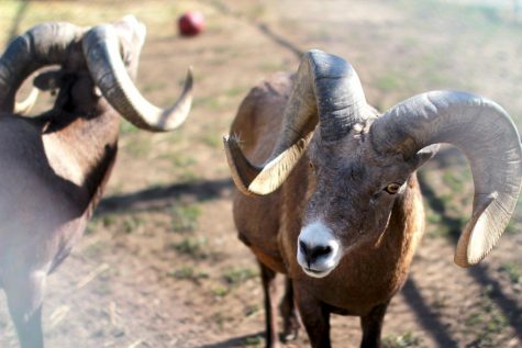 The animal rights organization cites three public records reports from the USDA where, according to PETA, there have been violations of the Animal Welfare Act. One report involves three bighorn sheep. 