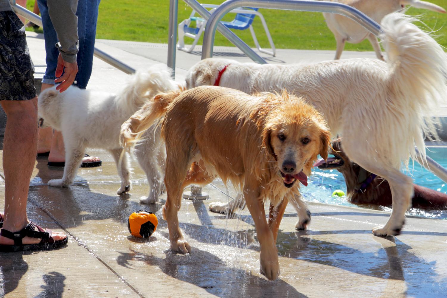 People and dogs of the Palouse flock to the Hamilton-Lowe Aquatic Center during the Howling at Hamilton event on Sept. 11, 2016 before the pool was winterized. More than 100 dogs of all breeds and sizes attended.