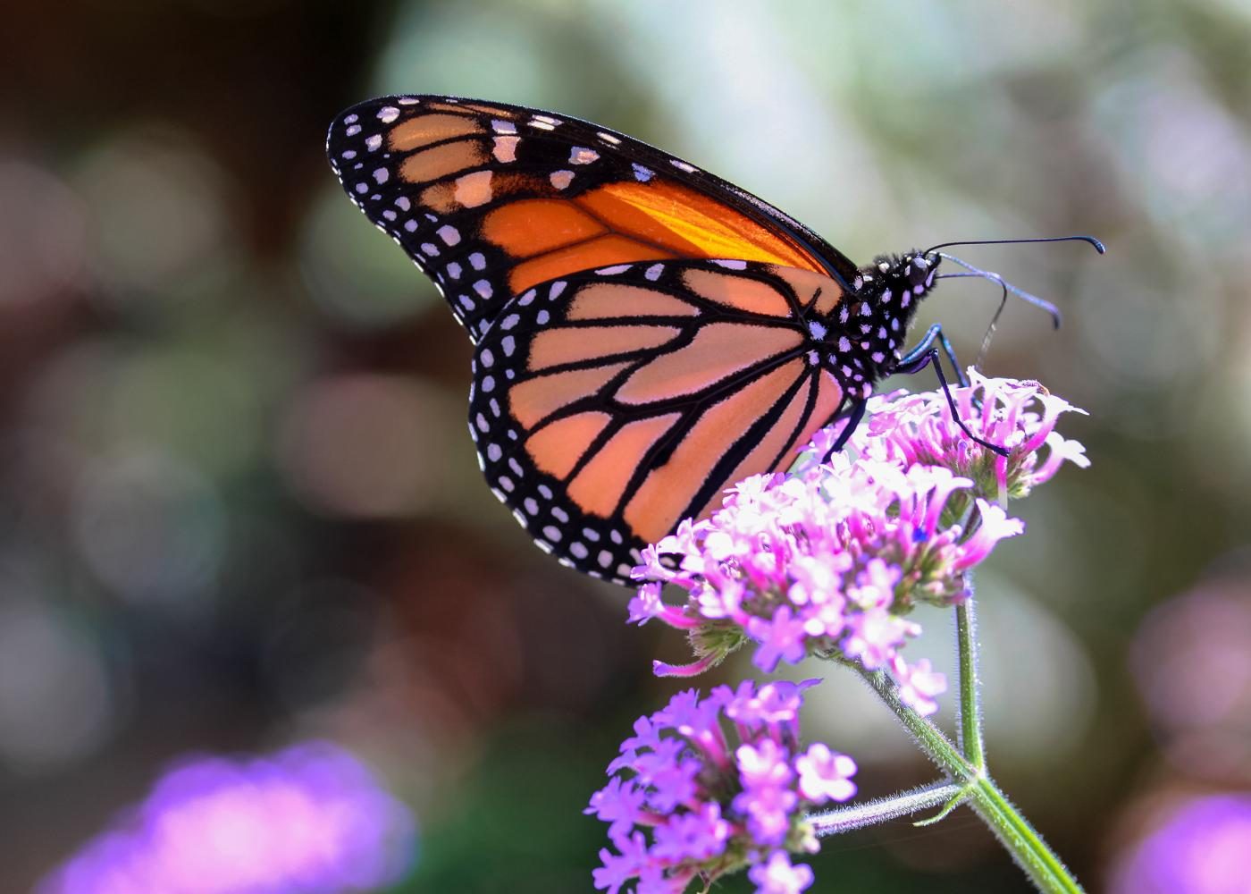 Monarch butterfly disappearing in the west