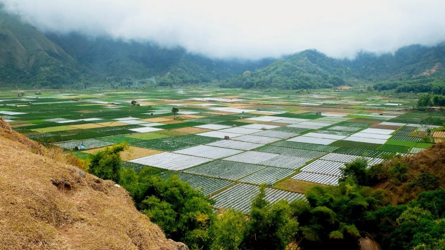By 2050, global food production will need to double to feed 9.1 billion people. Today, rice fields around the world such as this one in Lombok, Indonesia, produce rice that help feed half of the current population.