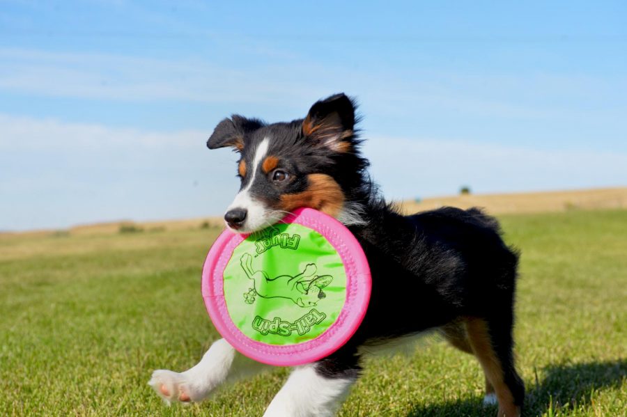 Zoey, a mini Australian shepherd, plays with her flying disc. Pooch Park is the only off-leash dog park on the Palouse. 
The park offers a dog tunnel, park benches, shaded areas and a fire hydrant that sprays water when the dogs approach it.
