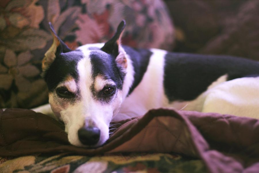 Owner Kaycee Richman’s rat terrier mix, Dodger, lounges on the couch Monday at The Downtown Dog in Moscow. 