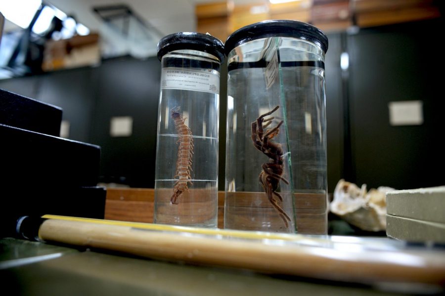 A centipede and tarantula stored in jars in the insect museum. More than 3 million bugs fill the lockers behind them.