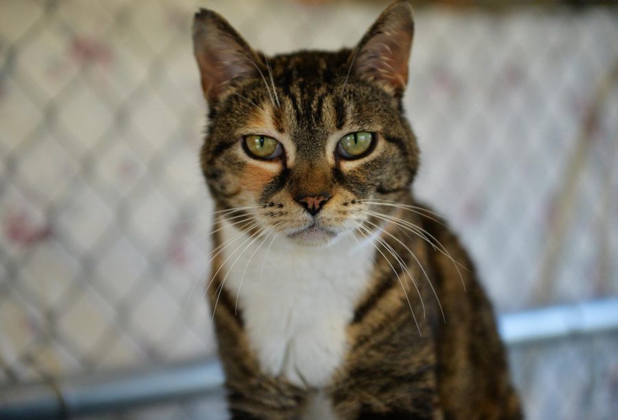 Lucky the 13-year-old cat was adopted a month after arriving at the Whitman County Humane Society. Cats are considered to be companion animals.
