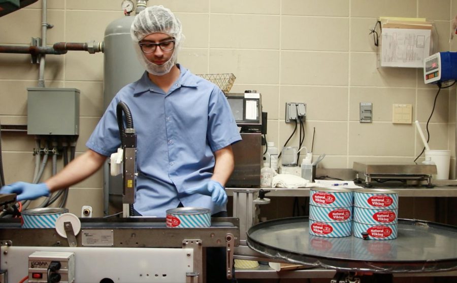 A student employee positions cheese cans properly as they come off the conveyor belt so that the date of canning prints correctly on the designated spot on the lid.