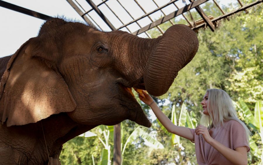 Courtesy of Ryan pugh
Semester at Sea student Sydney Hamilton feeds Hmin Sit Wai, a 23 year old Asian elephant, pumpkin slices on Feb. 20 at Green Hill Valley elephant sanctuary in Myanmar. She came to the sanctuary after suffering a gunshot wound and dislocated hip.
