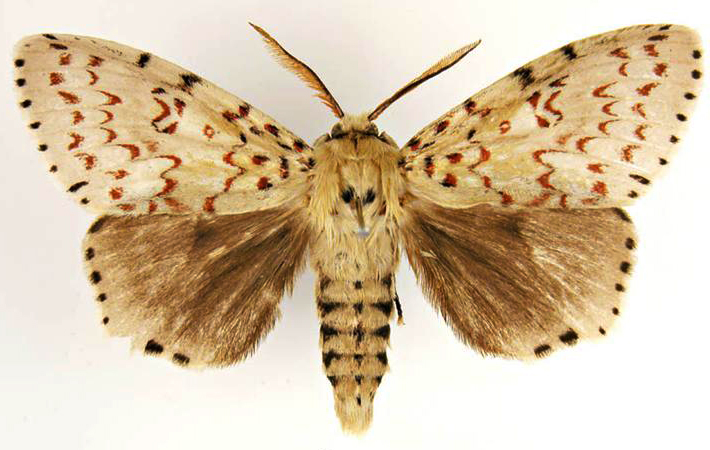 The U.S. Department of Agriculture classifies the Asian gypsy moth an invasive species because it poses a threat to the economy, the environment and human health.