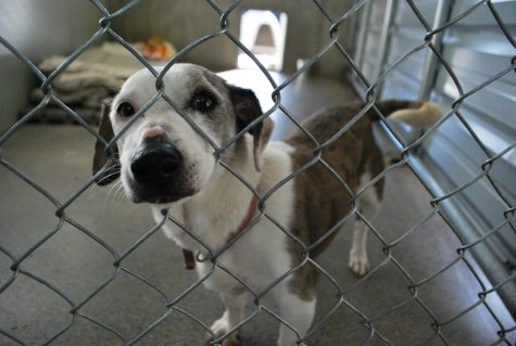 The Whitman County Humane Society is home to many animals who could be your new best friend.