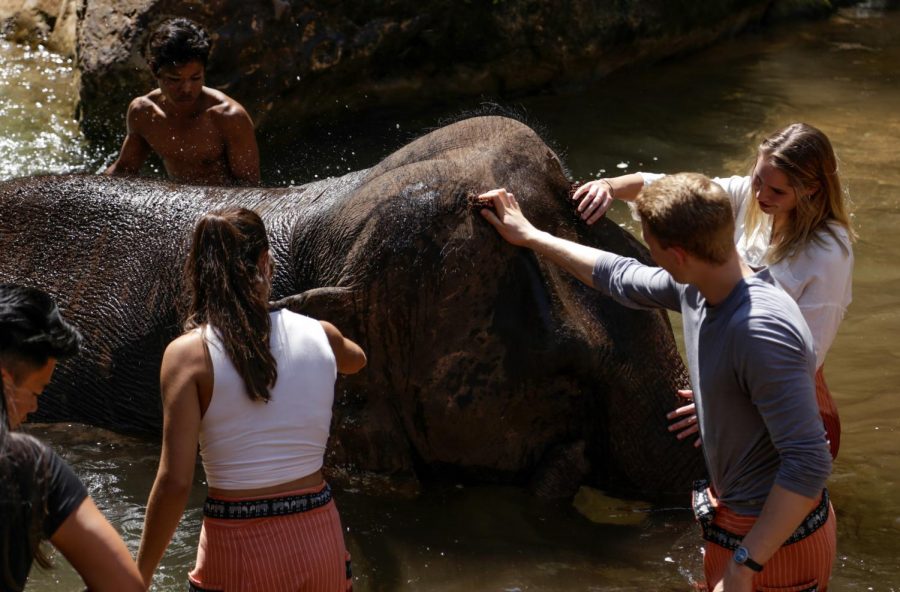 Htun Mama, a 35-year-old Asian elephant, is given a bath in the nearby river by a group of Semester at Sea students. Scrubbing her thick skin was hard work. 