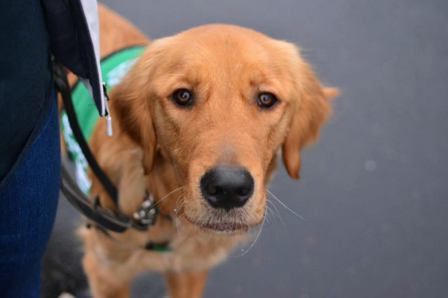 Midas, a two-year-old guide dog, trained with the Guiding Paws of the Palouse last winter.