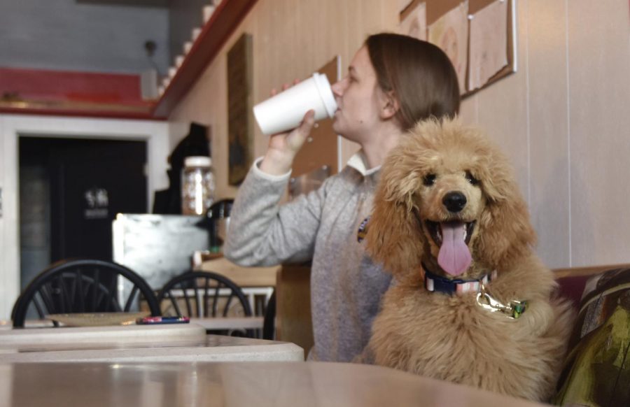 Grace Montgomery and her dog, Eleanor, a five month old poodle, hang out in the Pups & Cups Cafe.