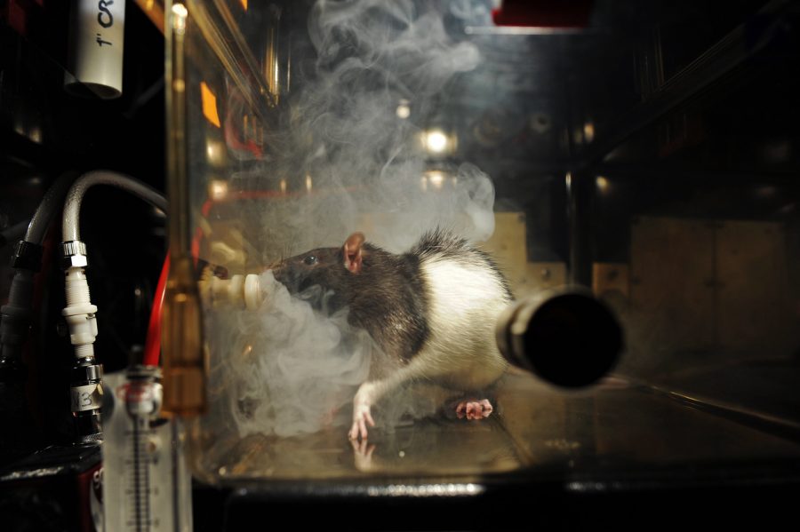 College of Veterinary Medicine researchers exposed pregnant rats to cannabis vapor in an airtight chamber.    The offspring was later tested for adaptability and other cognitive functions related to decision making.