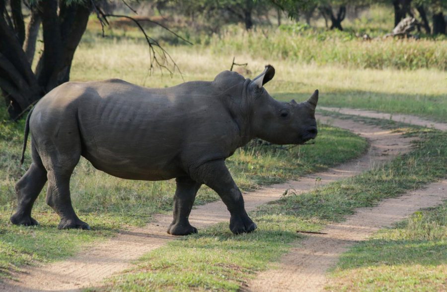Southern white rhinos currently have a near threatened status. This nature reserve works hard to change that.