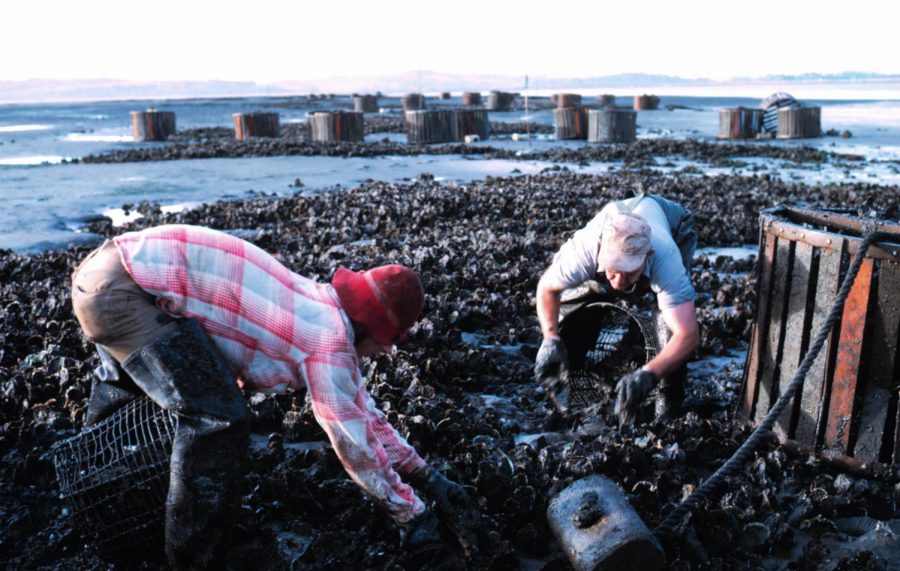 Workers gather oysters in Willapa Bay. Burrowing shrimp kill shellfish by stirring up sediment, which causes the oysters to sink and die.
