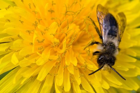 Spring allergies land in Pullman