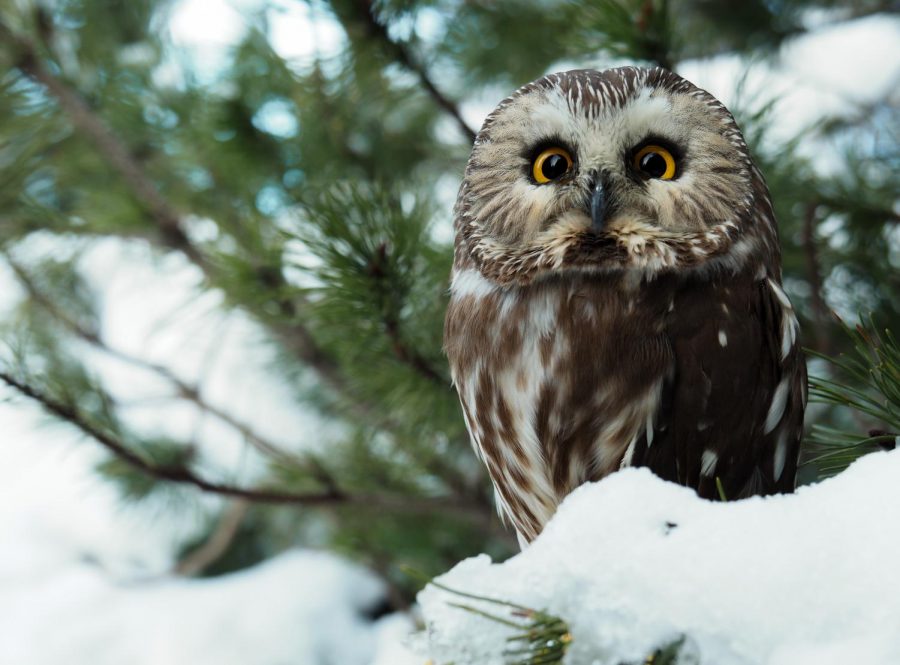 Sawyer is the Raptor Clubs Norther Saw Whet Owl. The club houses 11 birds of prey, from tiny pygmy owls to large eagles. 