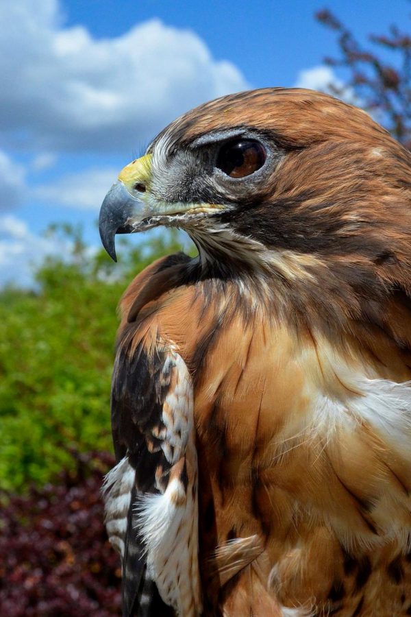 Charlie, the red-tailed hawk.